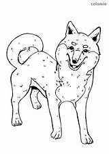 Inu Shiba Ausmalen Hunde Mops Hund Sheepdog Shetland Malvorlage Kinzie Pugs sketch template