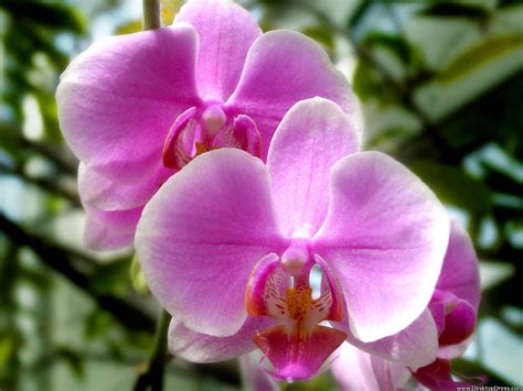 Desktop Wallpapers Flowers Backgrounds Pink Orchids