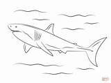 Squalo Malvorlage Haifisch Haie Weißer Supercoloring Haai Ausmalbild Tekening Kleurplaten Sharks Printen sketch template