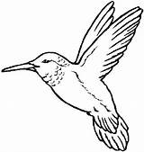Aves Pajaros Ave Volando Colibri Pajaritos Pájaros Vuelo Colibris Decolorear Resultado Fotocopiar Colear Guardado Ar sketch template