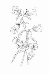 Botanical Bluebell Bellflower sketch template