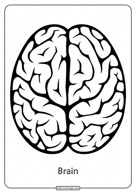 printable brain outline  coloring pages