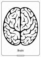 Brain sketch template