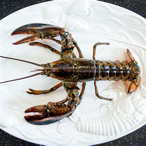 Lobster Live Canadian Atlantic Quarters 1 32 Lb Avg 22 99 Lb
