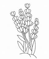 Coloring Lavender Outline Butterfly Flower Drawing Pages Getdrawings Getcolorings sketch template