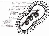 Measles Virus Disease Needless Causing Deaths Entirely Preventable Each Many Year Paramyxoviridae Morbillivirus Stanford Retro 2000 Edu Group Web sketch template