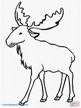 Moose Coloring Pages Elk Clipart Drawing Animal Line Outlines Printable Bull Color Print Eurasian Kids Getcolorings Super Drawings sketch template