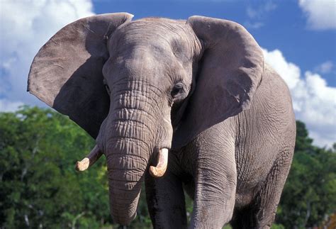 elefantes guia de especies informacion basica fotos  dibujos
