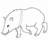 Coloring Peccary Javelina Printable Pages Collared Supercoloring Color sketch template