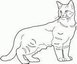 Bob Chats Cats Ragdoll Coloriages sketch template