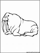 Walrus Coloring Animals Fun Drawing Pages Printable Colouring sketch template