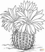 Kaktus Ausmalen Malvorlagen Kawaii Ausmalbilder sketch template