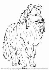 Sheepdog Drawing Shetland Draw Step Dogs Learn Paintingvalley sketch template