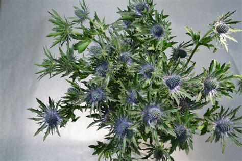 thistle blue fresh cut flowers blue flowers thistle raw seasons