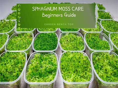sphagnum moss care complete beginners guide