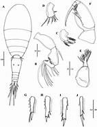 Afbeeldingsresultaten voor "oncaea Parila". Grootte: 142 x 185. Bron: www.researchgate.net