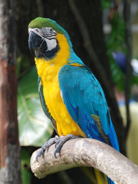 fileara ararauna singapore birdpark jpg wikimedia commons