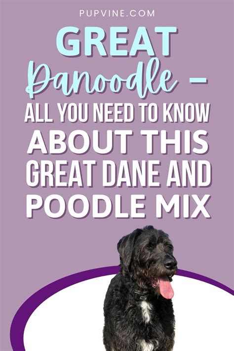 great danoodle        great dane  poodle mix   great