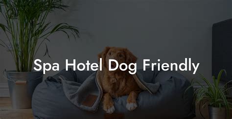 spa hotel dog friendly dog hotels