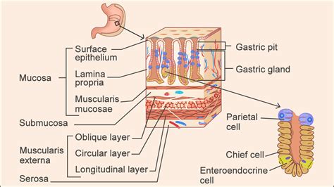 understanding  human stomach anatomy  labeled diagrams