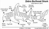 Shark Zebra Bullhead Sharks Label Color Heterodontus Gif Click Enchantedlearning Selected Region Subjects Classroom Shtml sketch template