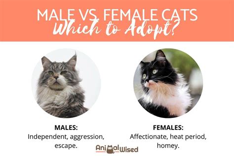 female cats  periods link impressed