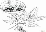 Maple Syrup Coloring Pages Getdrawings Getcolorings Leaf sketch template