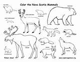 Mammals Brunswick Coloring State Canadian Nova Hampshire Maine Scotia Vermont Canada Province Color Exploringnature Amphibians Nh Coloring72 Graphics Biomes Reptiles sketch template