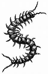 Centipede Clipart Cliparts Library sketch template