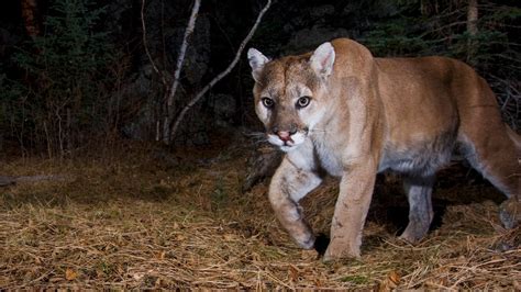 Cougars May Spread To U S Midwest Within Decades