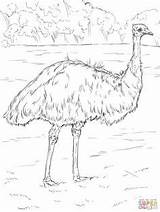Emu Lyrebird Supercoloring Rhea Colorear sketch template