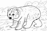 Beruang Mewarnai Paud Kreatifitas Jiwa Semoga Bermanfaat Meningkatkan sketch template