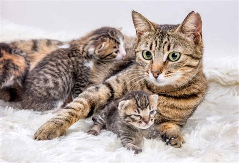 cat gestation period  long  cats pregnant az animals