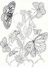 Butterfly Pages Coloring Butterflies Flowers Flower Printable Kids Drawing Adult Sheets Garden Birds Bestcoloringpagesforkids Ausmalbilder Frühling Getdrawings Gif sketch template