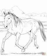 Coloring Pages Horse Horses Warmblood Dutch Printable Supercoloring Print Beautiful Book Categories sketch template