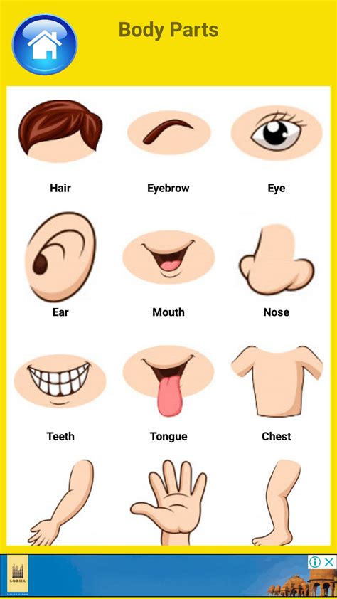 learn body parts  english apk  android