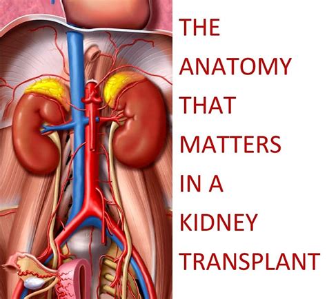 kidney transplant anatomy tubes spaces  matter atk