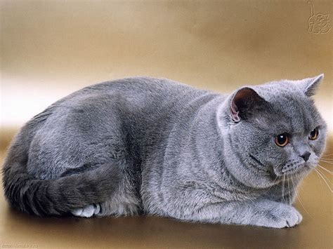 british shorthair information health pictures training pet paw