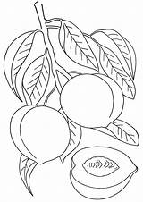Peach Coloring Pages Print sketch template