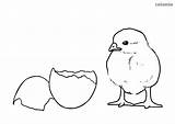 Chick Chicken Coloring Eggshell Hen sketch template
