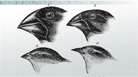 charles darwin theory  evolution natural selection