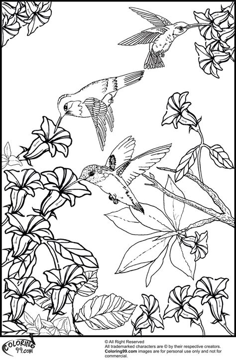 hummingbirds  flower coloring pages bird coloring pages animal