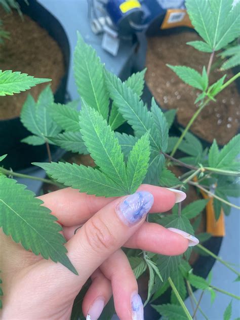 plant deficiency rnewgrowers