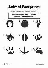 Animal Footprints Worksheets sketch template