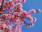 Afbeeldingsresultaten voor Cherry Blossom. Grootte: 142 x 106. Bron: www.realestate.com.au