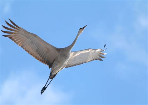 crane bird flying