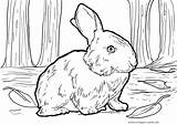 Kaninchen Malvorlage Ausmalbilder Ausdrucken Malvorlagen Kostenlos sketch template
