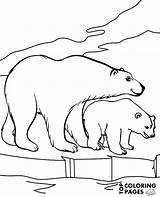Polar Bear Bears Coloring Pages Sheet Animals Book Outline Two Printable Drawing Print Getdrawings sketch template