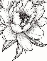 Peony Pivoine Coloriage Hibiscus Zeichnung Gribouillage Christophe épinglé Tatouage Tegninger Pfingstrose Feminine Blomster Pfingstrosen Zeichnen Blumen Stylo Trait Weblobi Enregistrée sketch template