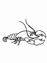 Coloring Getdrawings Shrimp sketch template